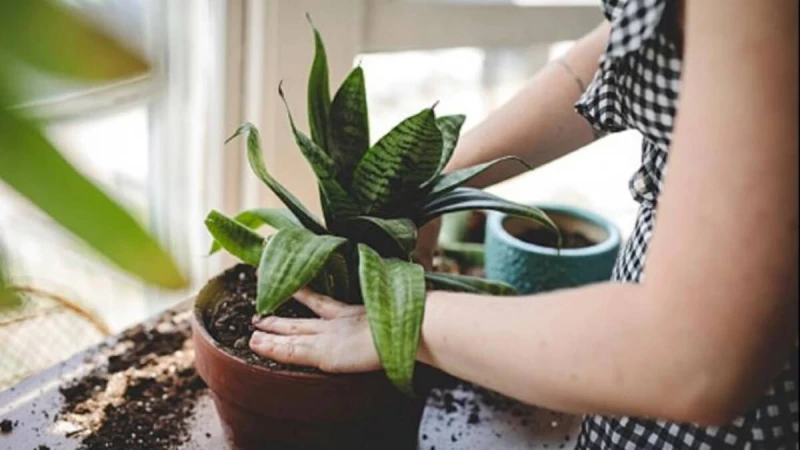 গাছ পরিচর্যায় যে ভুলগুলো এড়াতে হবে জেনে নিন