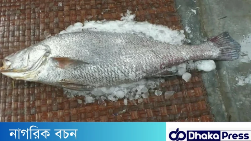 সুন্দরবনের এক মাছের দাম ৪ লাখ টাকা 
