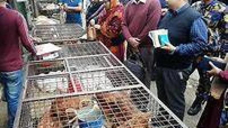 বেশি লাভে মুরগি বিক্রি, অভিযানে বন্ধ হলো আড়ত