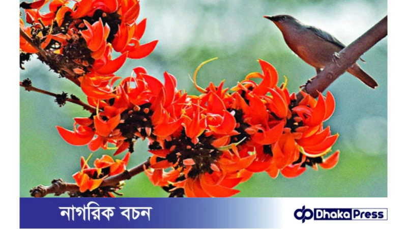 পহেলা ফাল্গুন উৎযাপনের ইতিহাস