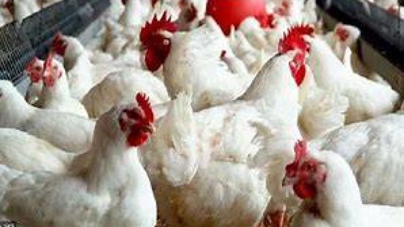 ব্রয়লার মুরগির দাম কমল