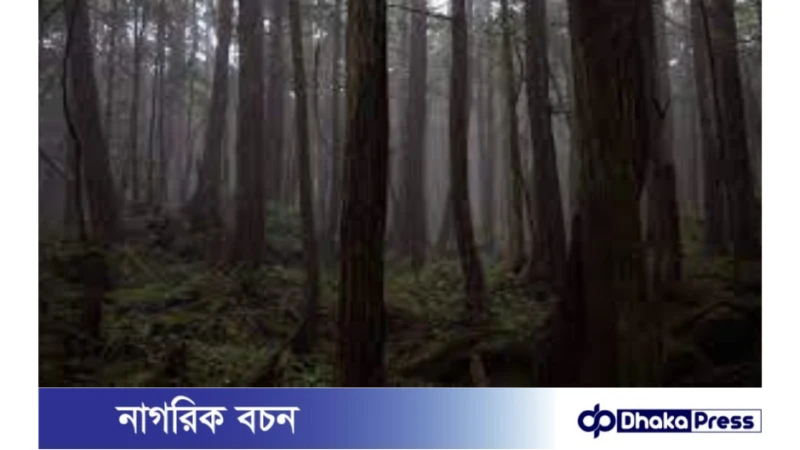 সুইসাইড ফরেস্ট: যে জঙ্গলে আত্মহত্যা করতে যায় মানুষ, কী আছে সেখানে? 