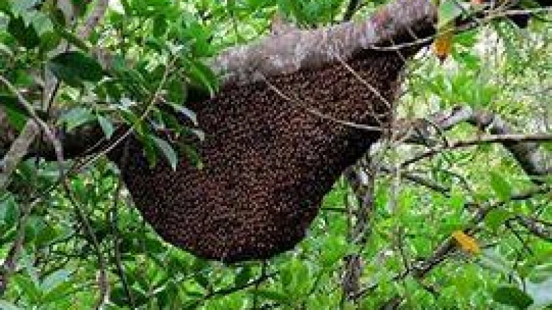 সুন্দরবনে মধু সংগ্রহে ঘর থেকে বিদায় নিলেন ৩ শতাধিক মৌয়াল