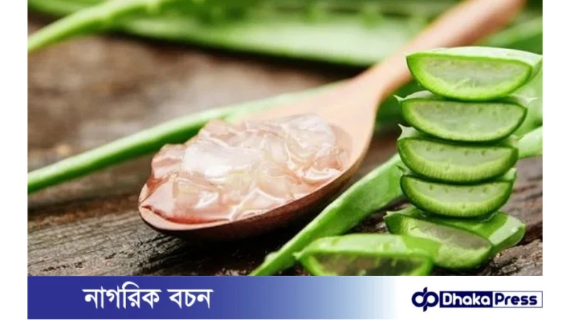 অ্যালোভেরার উপকারিতা ও সতর্কতা