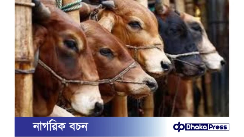 কোরবানিতে ১ কোটি ৩০ লাখ গবাদিপশু জোগান নিশ্চিত করা হবে