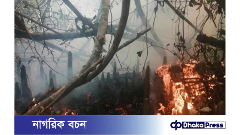 সুন্দরবনে আগুনের কারণ: তদন্তে বেরিয়েছে যেসব কারণ