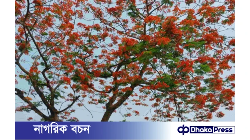 কুড়িগ্রামের গ্রামীণ জনপদ সেজেছে টুকটুকে লাল কৃষ্ণচূড়ায়