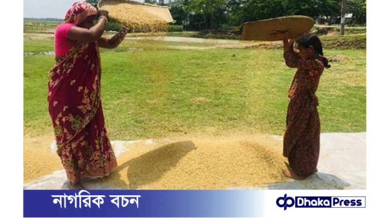 প্রাকৃতিক দূর্যোগের ভয়ে ধান কাটায় ব্যস্ত কুড়িগ্রামের কৃষক