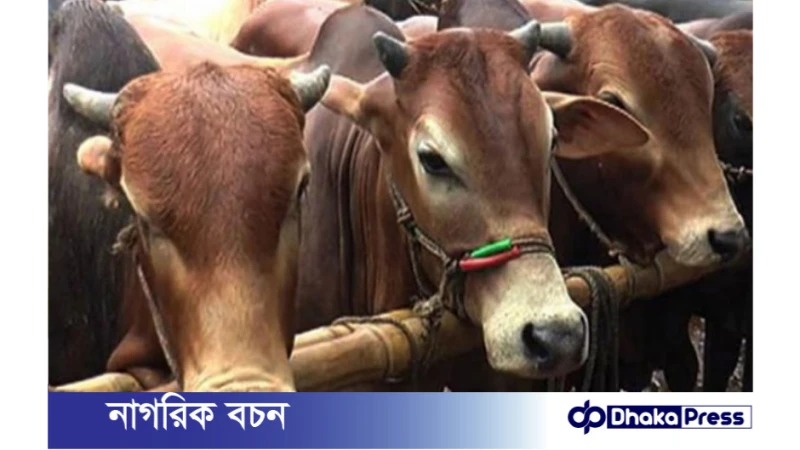 ভারত-মিয়ানমারের গরু: বাংলাদেশের খামারিদের উদ্বেগ