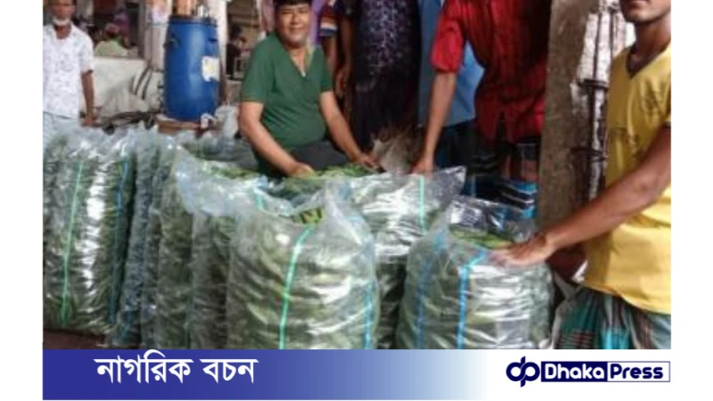 কুড়িগ্রামে পটলের ফলন ভালো, দামে খুশি কৃষক