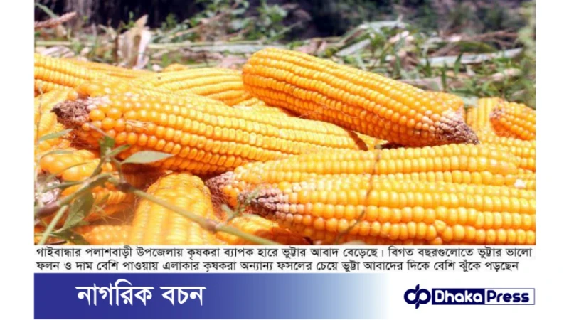 পলাশবাড়ীতে ভুট্টার বাম্পার ফলন