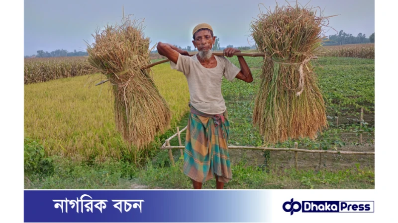 পলাশবাড়ীতে বোরো ধানের বাম্পার  ফলনের সম্ভাবনা