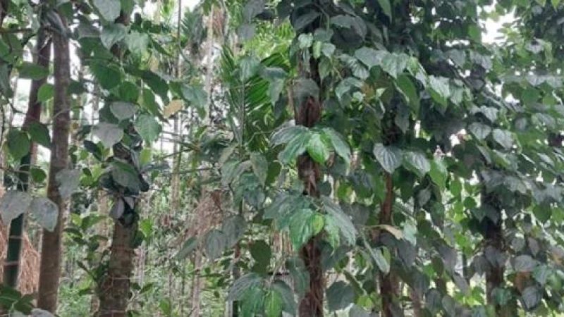 কুড়িগ্রামে চুই ঝাল চাষ, বাড়ছে অপার সম্ভাবনার দুয়ার