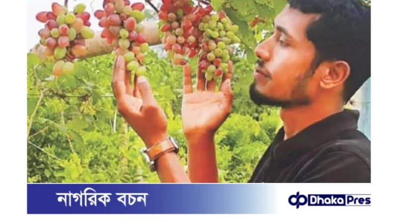 কুড়িগ্রামে চাষ হচ্ছে ইউক্রেনের আঙুর