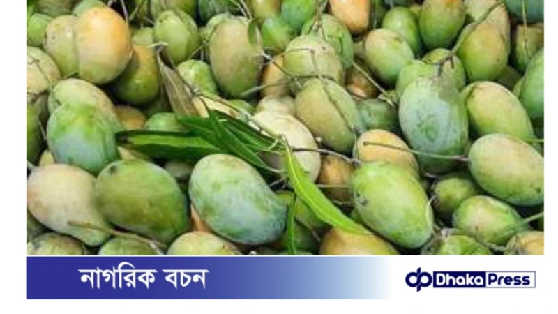 নওগাঁয় আড়াই হাজার কোটি টাকার আম বিক্রির সম্ভাবনা: