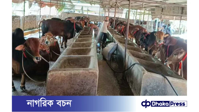 ব্রাহ্মণবাড়িয়ায় ঈদুল আজহার বাজার: ১৫শ কোটি টাকার পশু কেনাবেচার আশা