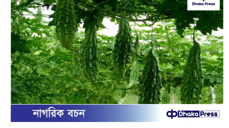 কুড়িগ্রামে করলার বাম্পার ফলনঃ দামে খুশি কৃষক