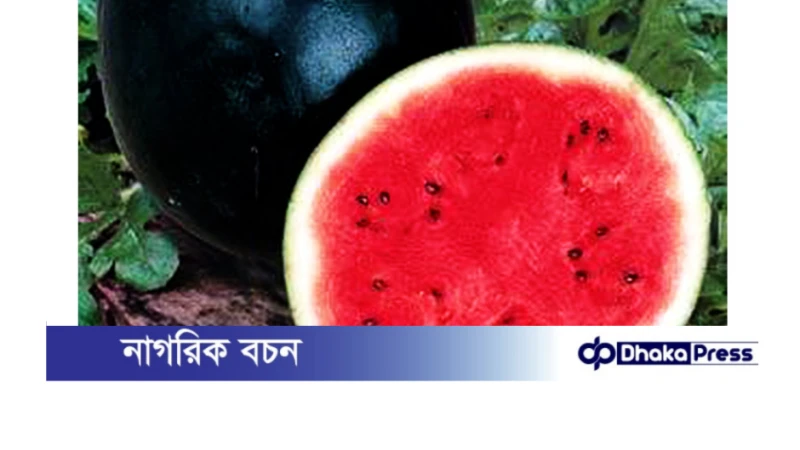 গ্রীষ্মকালীন ব্ল্যাক ডায়মন্ড বেবী তরমুজের বাম্পার ফলন 