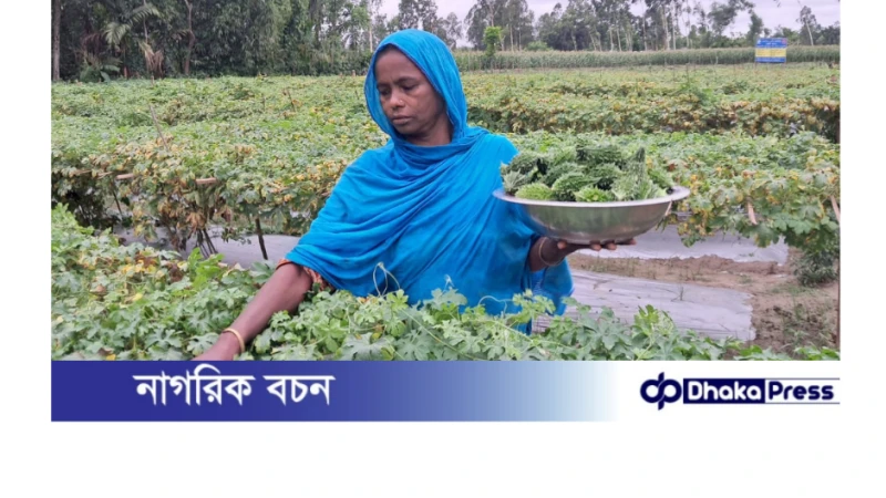 সবজি বেচেই তিন মেয়ের বিয়ে দিয়েছেন কুড়িগ্রামের জোহরা বেগম 