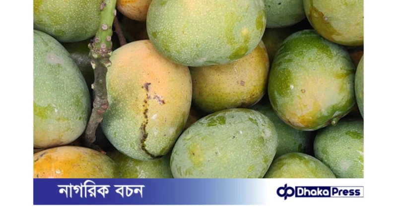 গোপালভোগ আমের বাজারে দাম চড়া