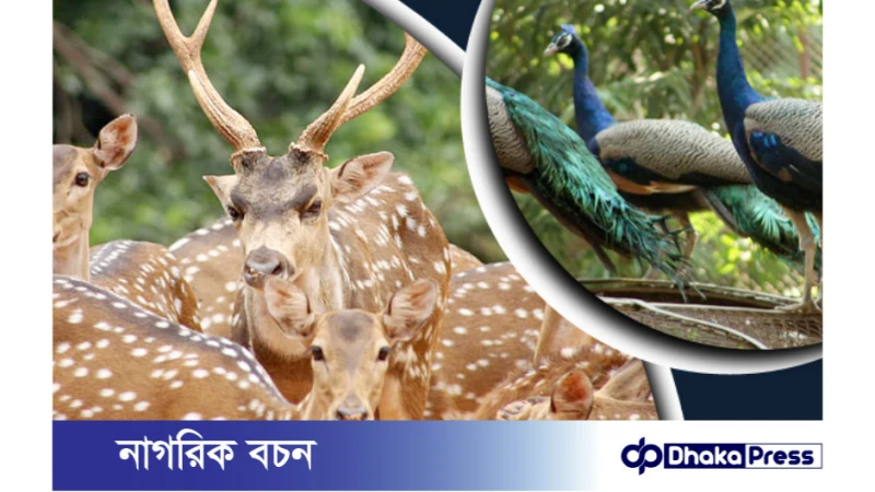 মিরপুরে জাতীয় চিড়িয়াখানায় ধারণক্ষমতার চেয়ে পাঁচ শতাধিক প্রাণী বেশি
