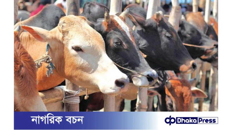 রাজধানীতে কমছে কোরবানির পশুর হাট