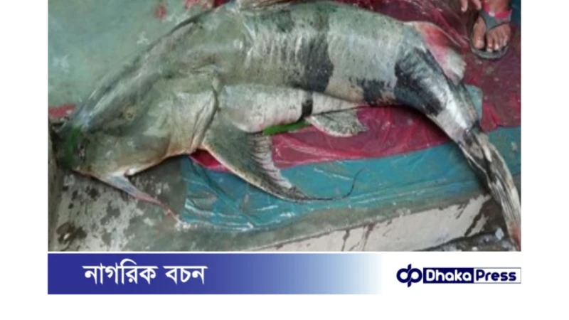 ধরলা নদীতে জেলের জালে ধরা পড়লো ৩৫ কেজি ওজনের বাঘাইড়