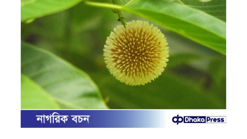 নওগাঁয় মুগ্ধতা ছড়াচ্ছে কদম ফুল