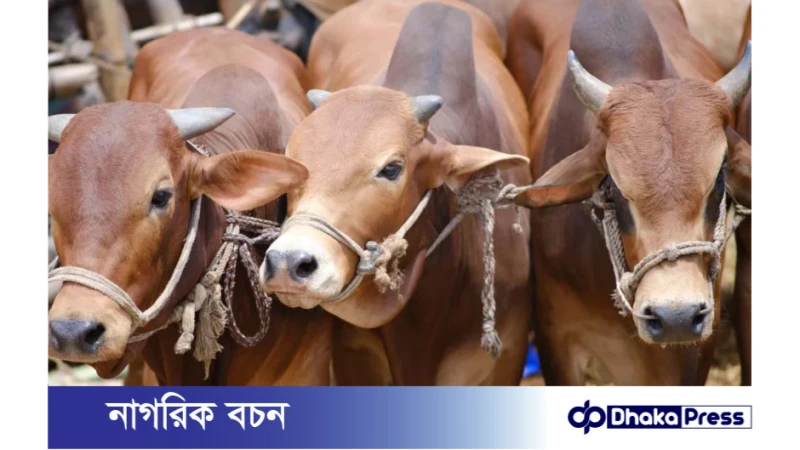 ঈদুল আজহা উপলক্ষে কোরবানির পশুর চামড়ার দাম নির্ধারণ