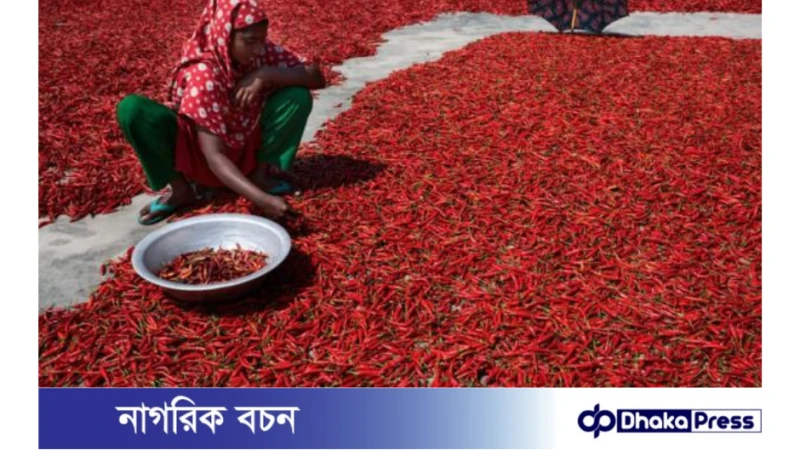 পঞ্চগড়ের লাল মরিচ: লাল সোনার অফুরন্ত সম্ভাবনা