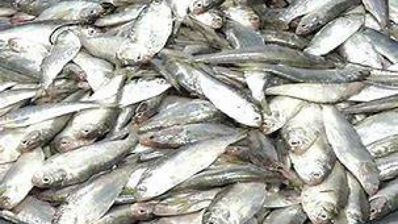 জাটকা বিক্রির অপরাধে শিবচরে ২ ব্যবসায়ীর জরিমানা