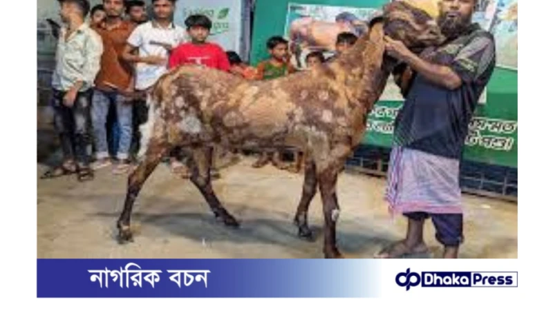 ১৫ লাখ টাকায় বিক্রি হলো মস্তান নামের সেই বিশাল ছাগল!