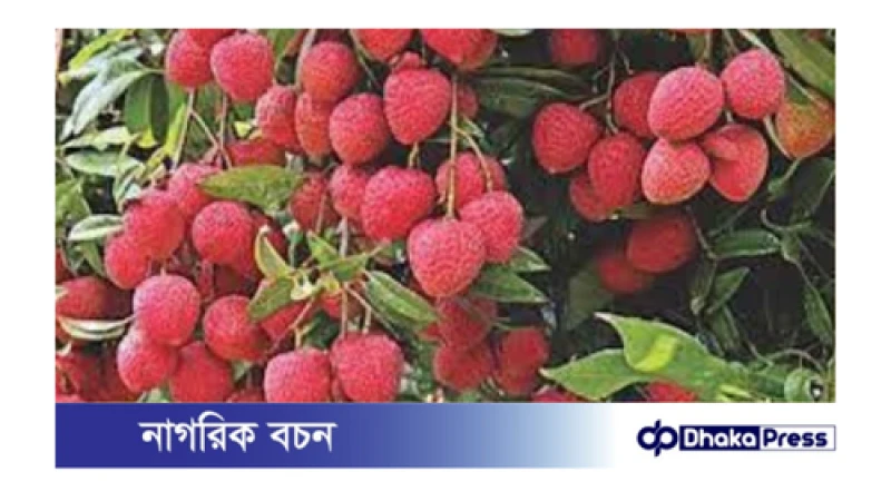 লিচু দীর্ঘদিন তাজা রাখার উপায়