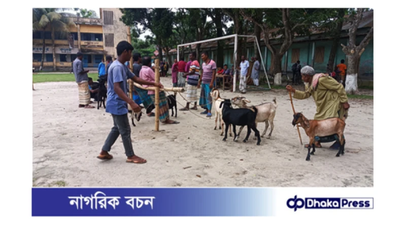 কুড়িগ্রামের চিলমারী সরকারি কলেজ মাঠে গরু-ছাগলের হাট বসানো নিয়ে বিতর্ক