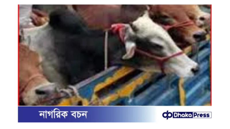 নাটোরের বড়াইগ্রামে ট্রাক থেকে ৪ টি গরু ছিনতাই, চালক আহত!