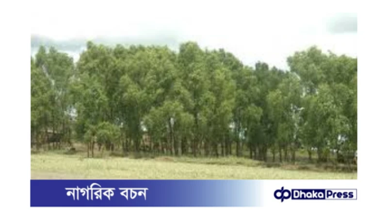 হারিয়ে যাওয়া চকরিয়া সুন্দরবন: ফিরিয়ে আনার পথ
