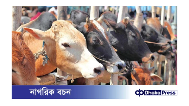 কোরবানির পশুর হাট বসেছে রাজধানীর যেসব স্থানে