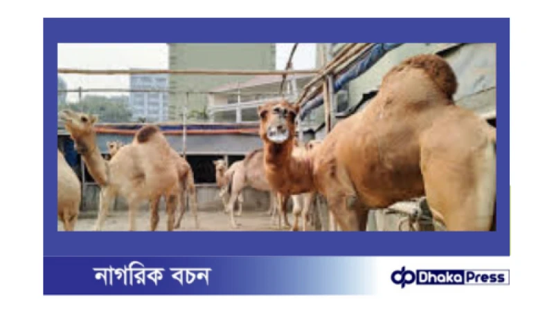 গাবতলীতে রাজস্থানের উট, জোড়ার দাম ৬০ লাখ টাকা!