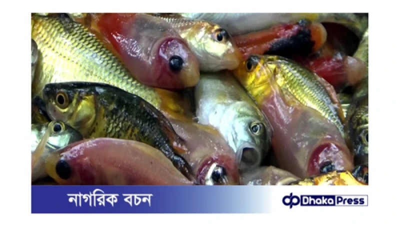 নওগাঁয় বাণিজ্যিকভাবে বৃদ্ধি পাচ্ছে  রঙিন  মাছ চাষ
