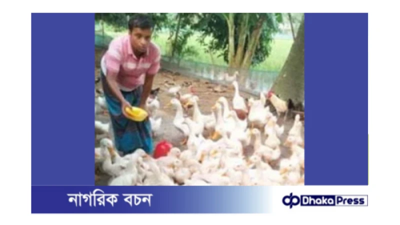 কুড়িগ্রামে রাজহাঁসের খামার, বদলেছে পরিবারের ভাগ্য