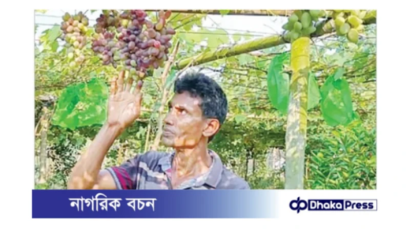 কুড়িগ্রামে আঙুর চাষ: সফলতার গল্প ও সম্ভাবনা