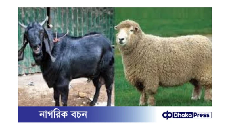 ছাগল ও গাড়ল পালনে ৪ শতাংশ সুদে ঋণ!