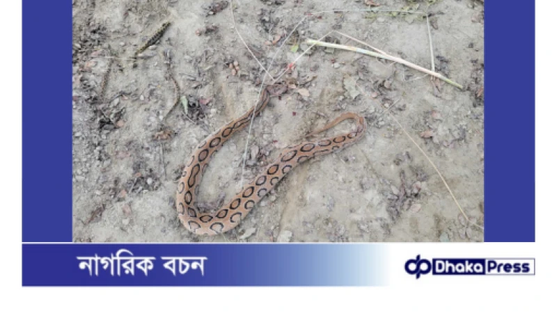 লালপুরে রাসেলস ভাইপার: আতঙ্কিত তীরবর্তী এলাকার মানুষ