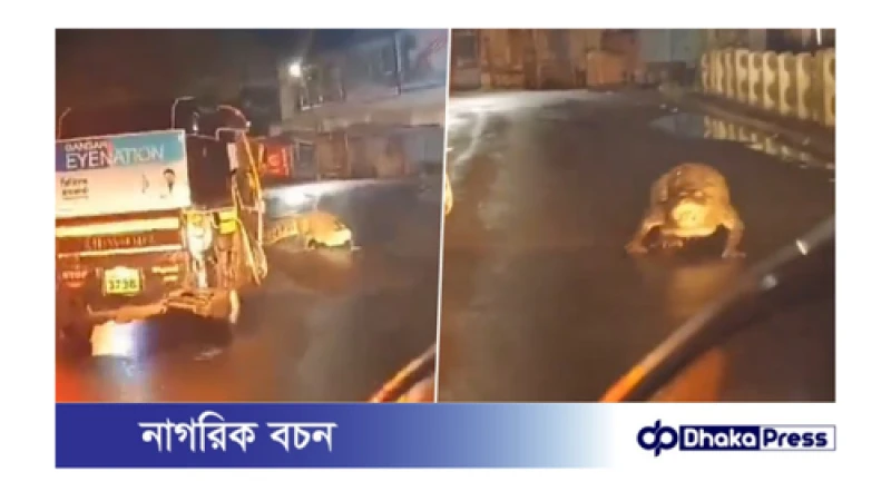 ভারতের মহারাষ্ট্রে ভারী বৃষ্টির পর রাস্তায় কুমির!