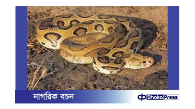 শরীয়তপুরে রাসেলস ভাইপার সাপের আতঙ্ক: