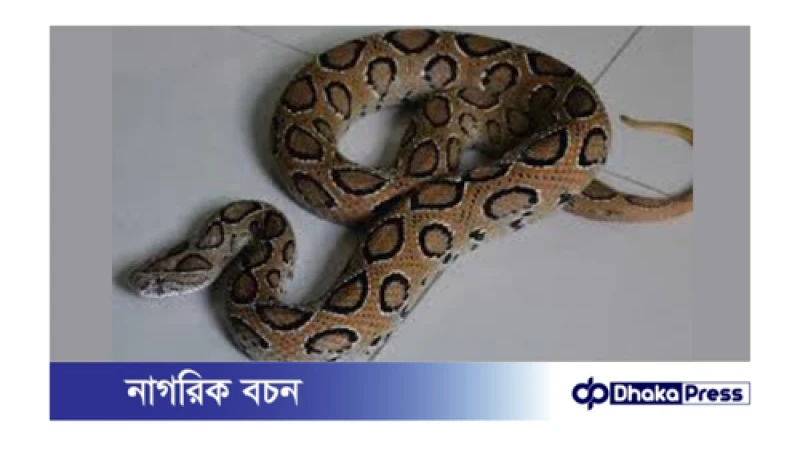 রাজশাহীর চারঘাট থানায় রাসেলস ভাইপার উদ্ধারের পর মৃত্যু!