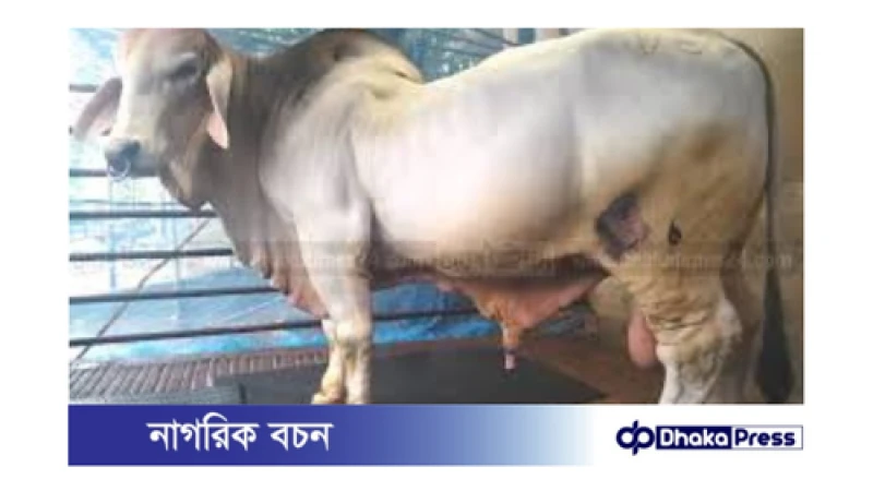 সাদিক এগ্রোর কোটি টাকার উচ্চবংশীয় গরু জব্দ করেছে দুদক!