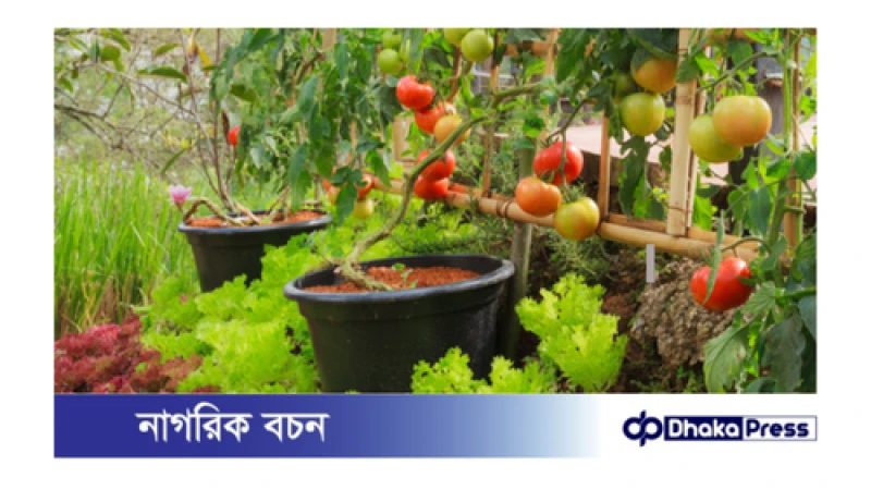 বারান্দা বা ছাদে সবজি বাগান করার সহজ পদ্ধতি