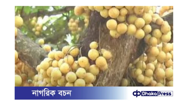 লটকন: পুষ্টি ও ঔষধিগুণে ভরপুর