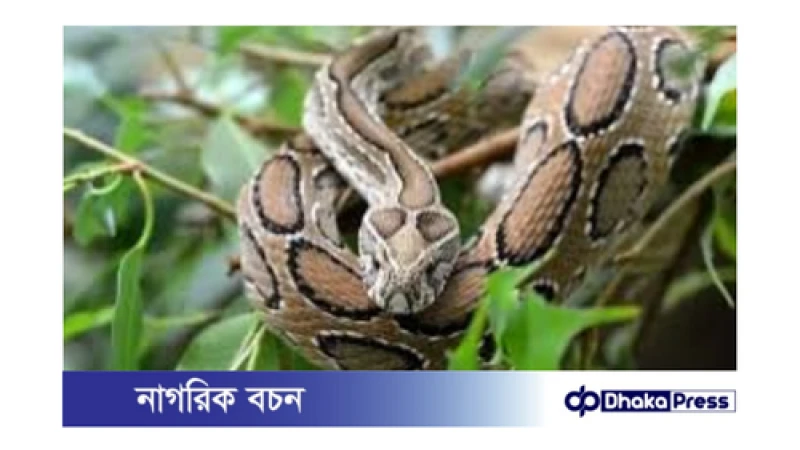 স্বাস্থ্য অধিদপ্তরের তথ্য অনুযায়ী, ছয় মাসে সাপের দংশনে ৩৮ জনের মৃত্যু